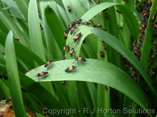 Soldier beetles 